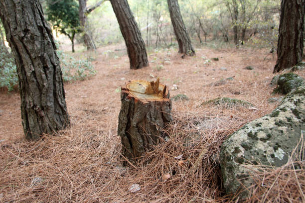 Professional Tree Care in South Highpoint, FL
